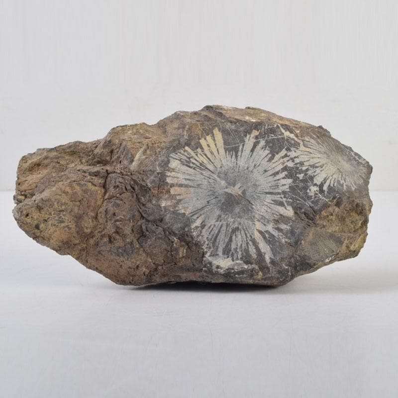 eyeknow74　鑑賞石　菊花石　置物　重さ約807g　N　8803