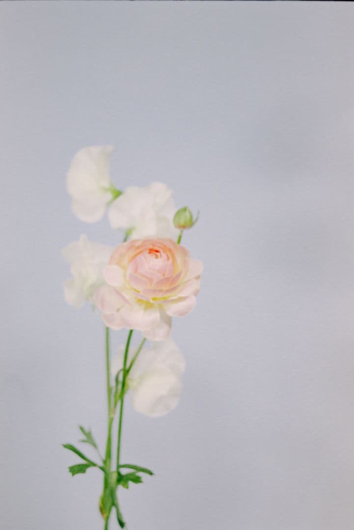 Nikon F中期 フォトミックFTN + New Nikkor 50mm F2