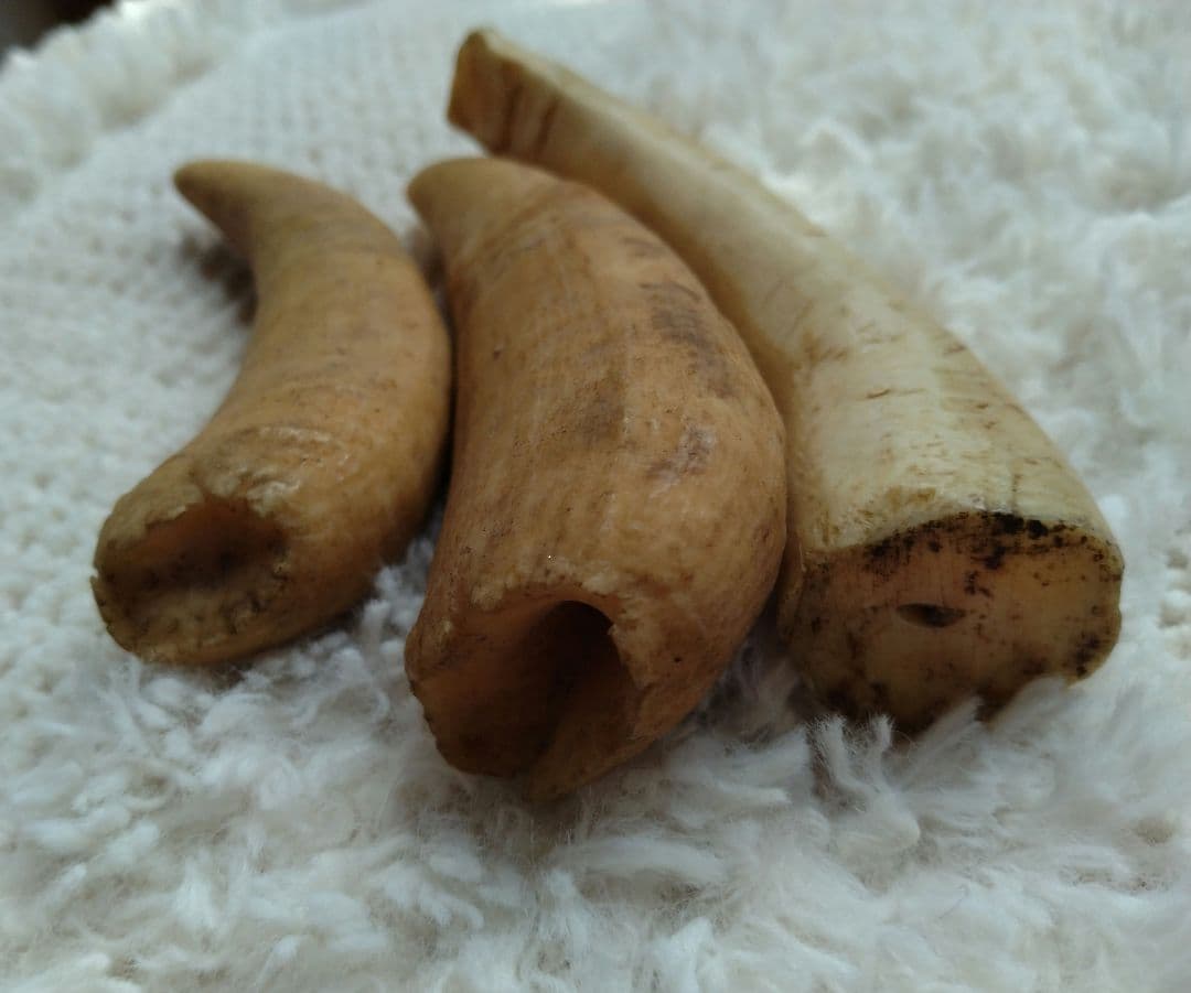 鯨の歯　3本セット　約173g程度　ほぼ空洞なし　未加工