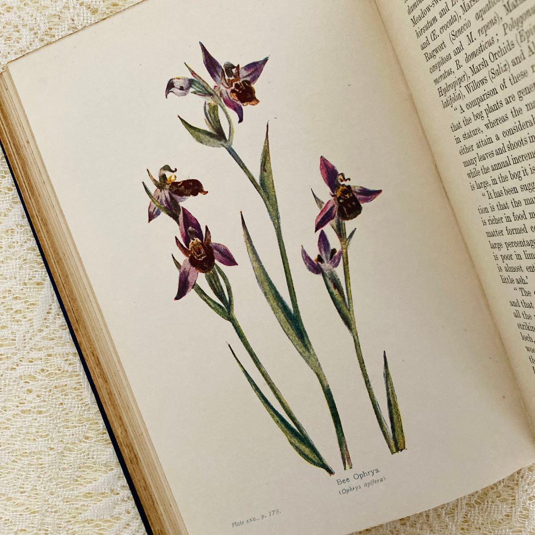 洋書　古書　アンティーク植物図鑑　淡く美しいイラスト♡　ボタニカルアート