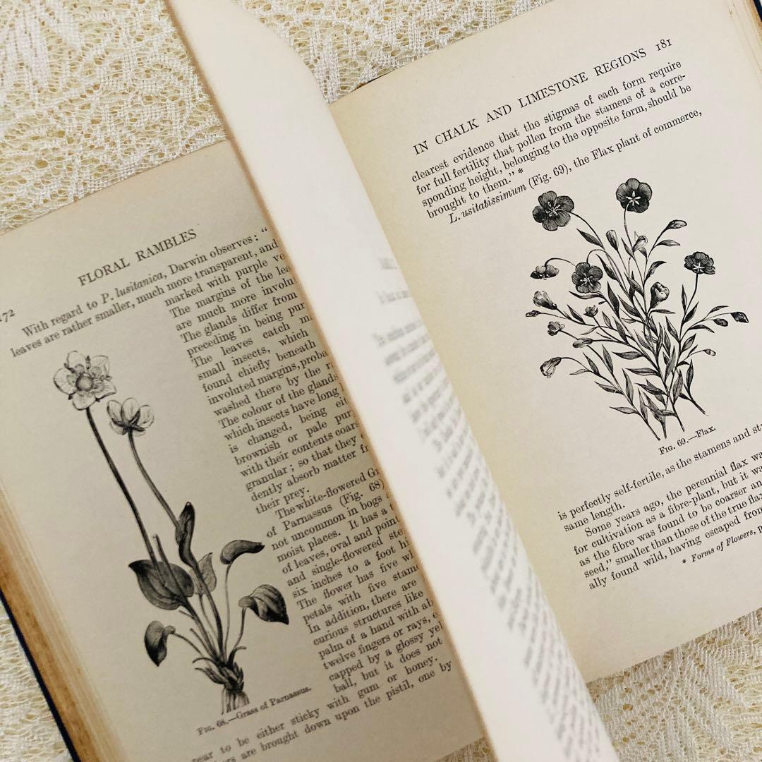 洋書　古書　アンティーク植物図鑑　淡く美しいイラスト♡　ボタニカルアート