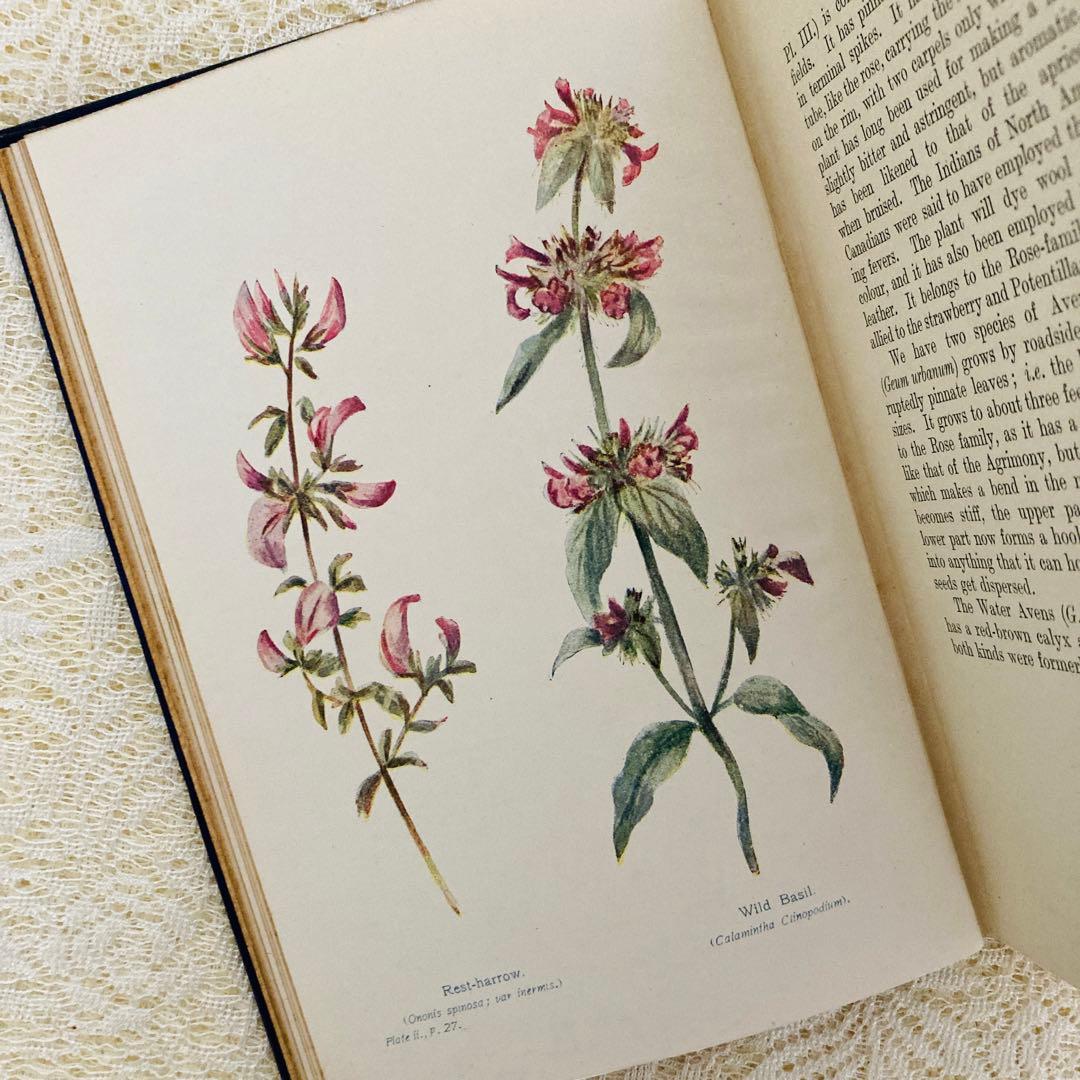洋書　古書　アンティーク植物図鑑　淡く美しいイラスト♡　ボタニカルアート