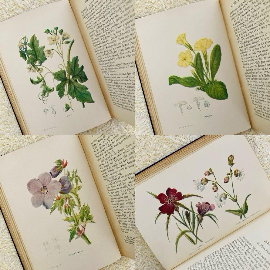 洋書　古書　アンティーク植物図鑑　淡く美しいイラスト♡　ボタニカルアート