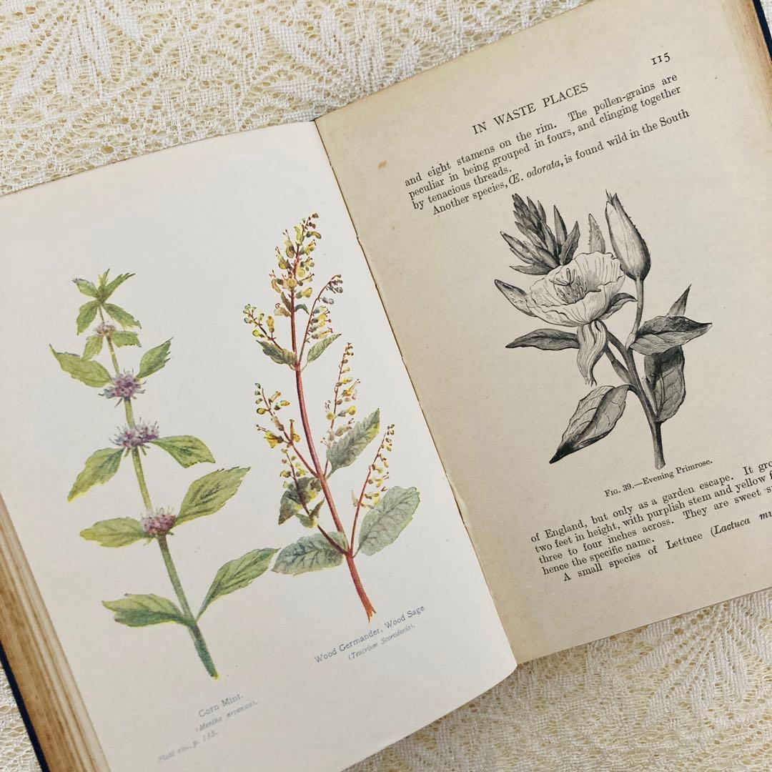 洋書　古書　アンティーク植物図鑑　淡く美しいイラスト♡　ボタニカルアート