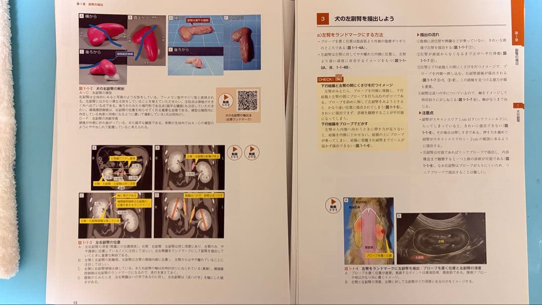 犬と猫の腹部超音波の描出レッスン 戸島下巻セミナー感覚で視聴できる講義動画付き