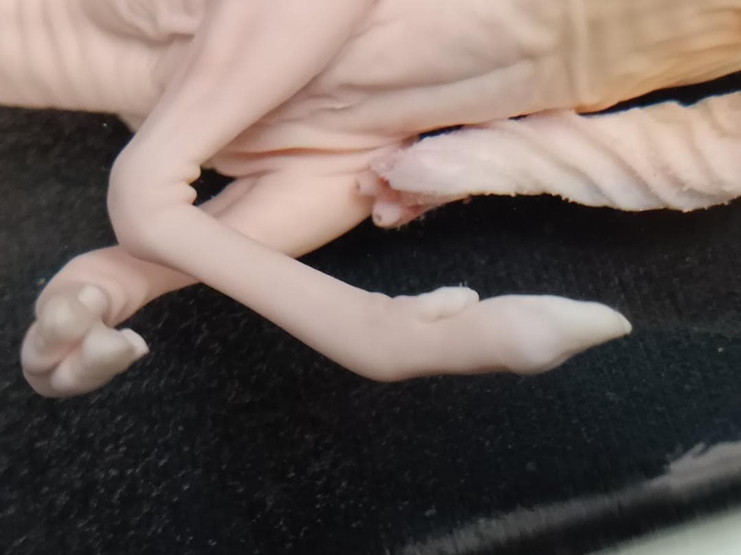 学術標本】種名ニホンジカ　胎児（♂）　エタノール浸漬標本　頭胴長約１３０ｍｍ