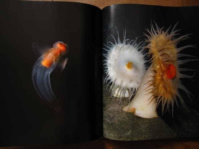 アート・デザイン・音楽 The Extraordinary Creatures of the Abyss