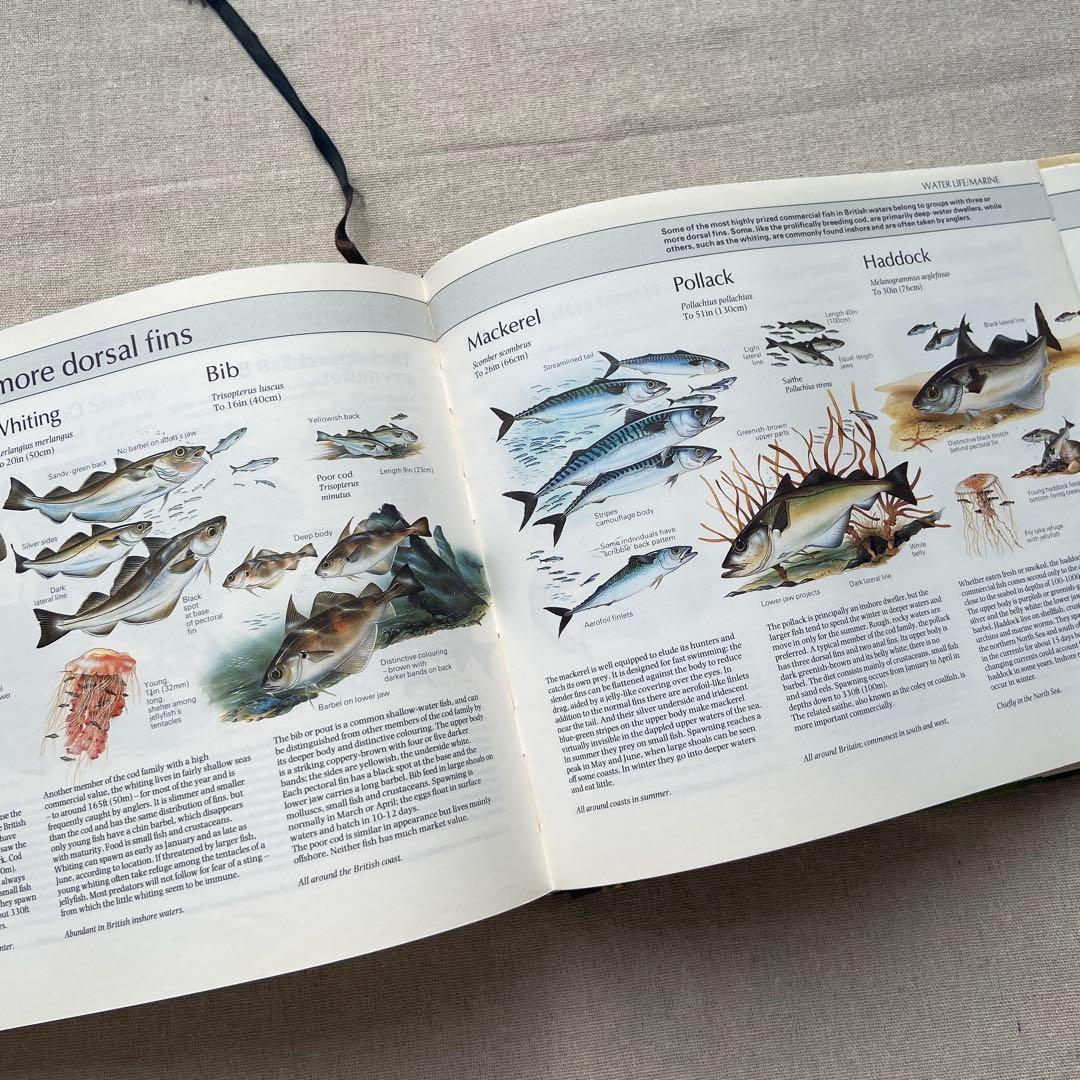 【ヴィンテージ洋書】植物図鑑　英語図鑑　アンティーク　古本　ジャンクジャーナル