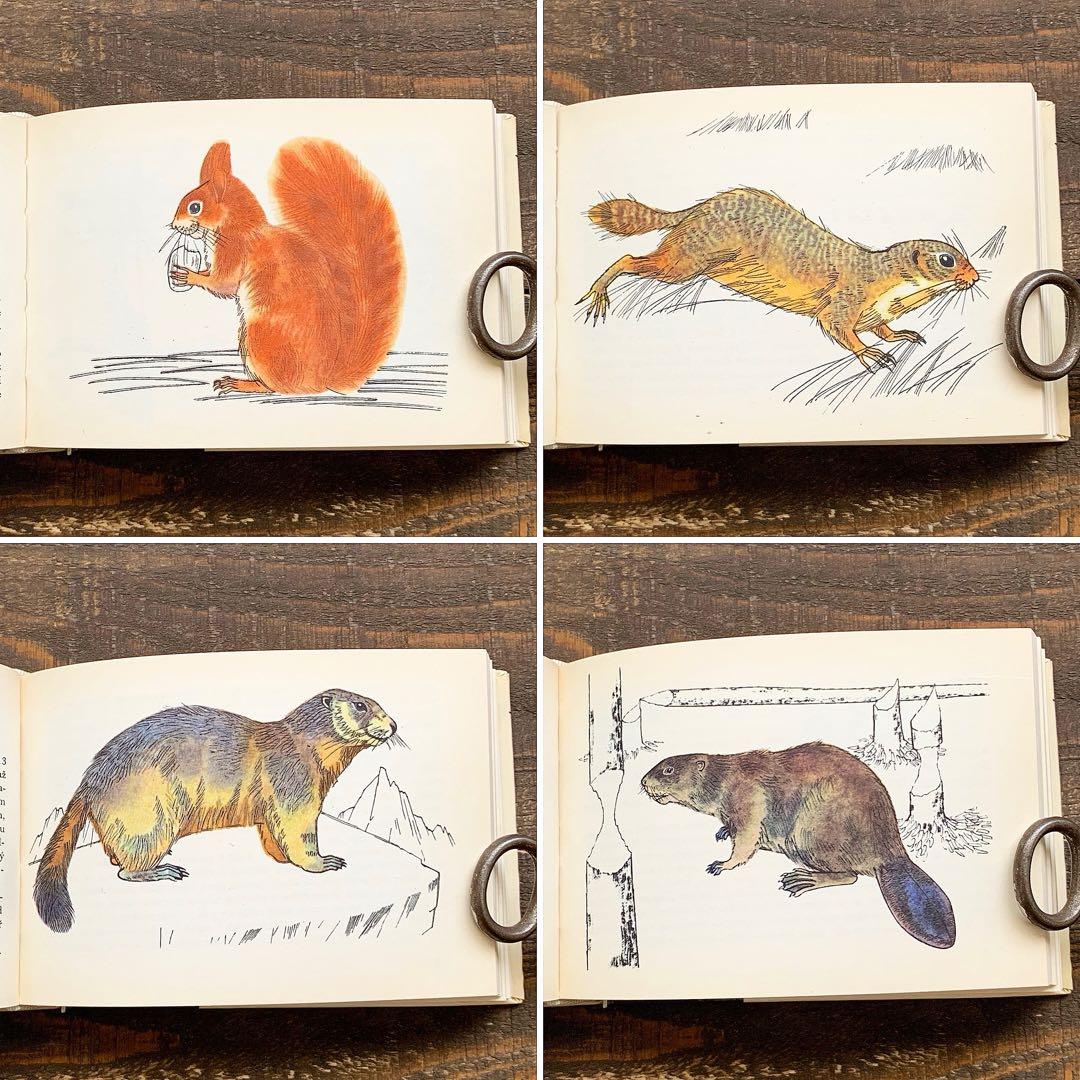 チェコの古い動物図鑑(1970年)/哺乳類図鑑 雰囲気◎/