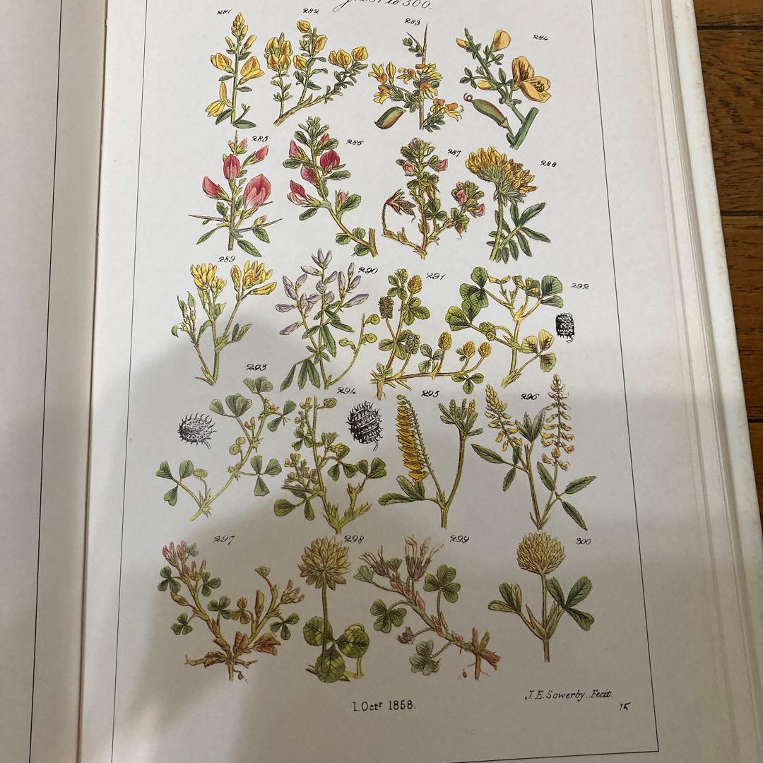 アンティークWILD  FLOWERS  by  John Ｅ. Sowerby