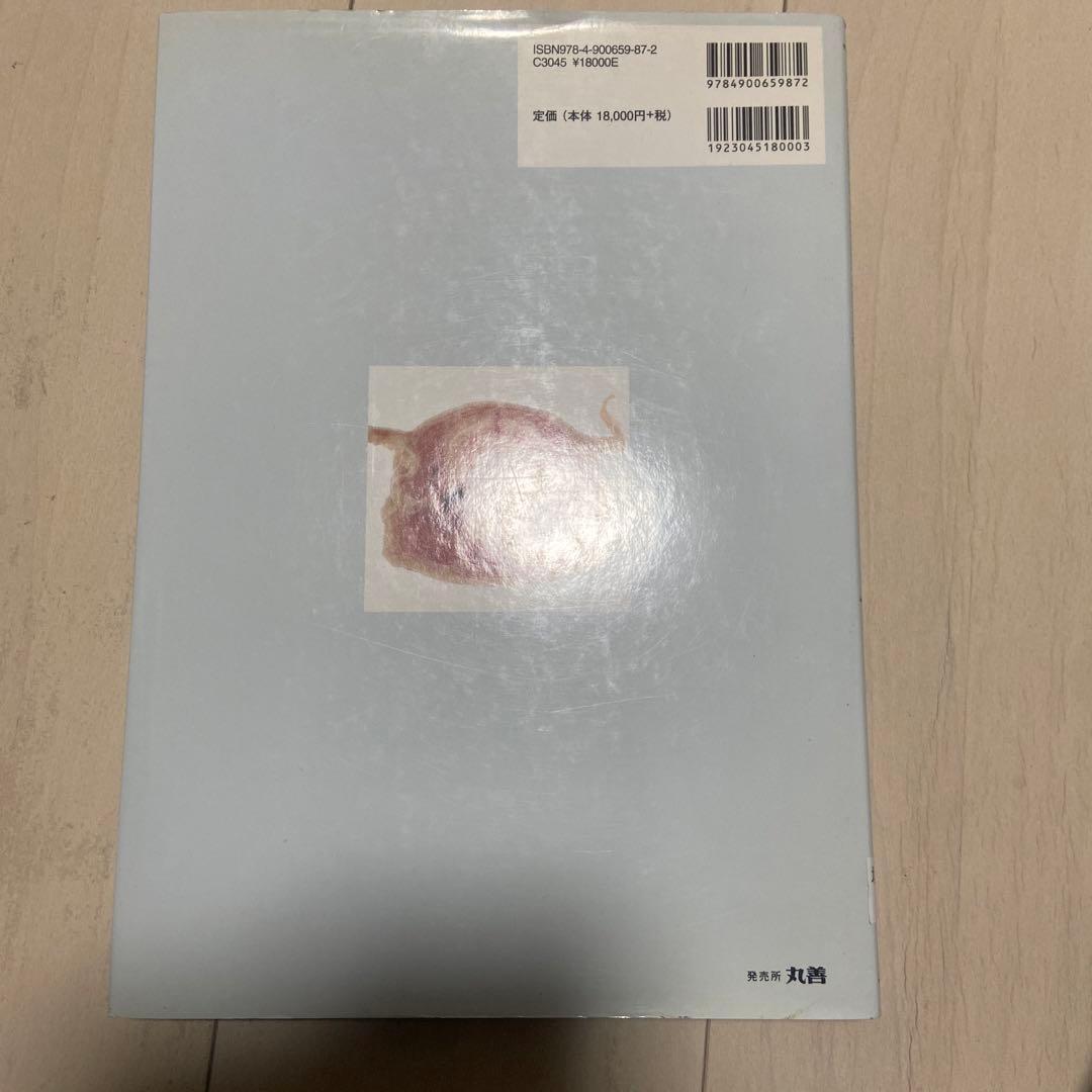 ラットの断面解剖アトラス