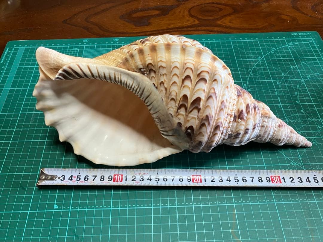 法螺貝　40cm