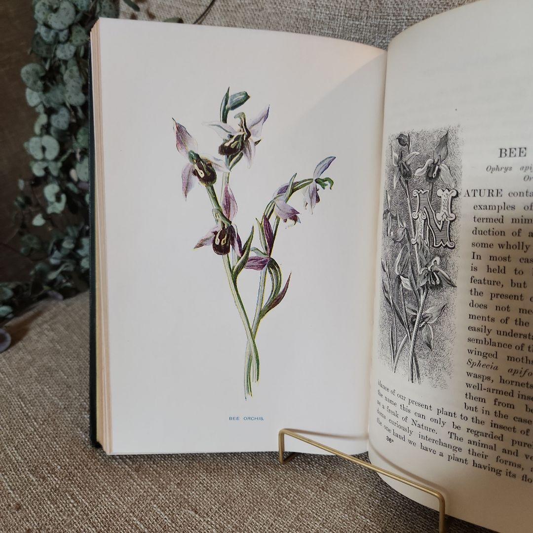 植物図鑑　洋書　古書　アンティーク　Familar Wild Flowers②