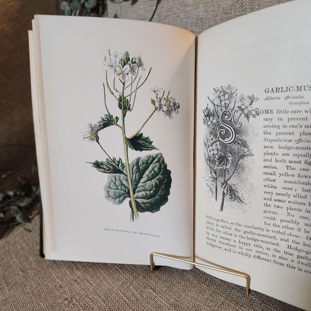植物図鑑　洋書　古書　アンティーク　Familar Wild Flowers②