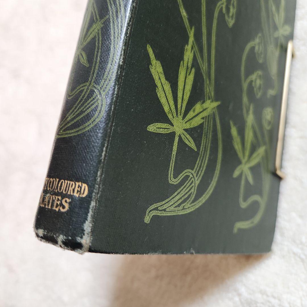 植物図鑑　洋書　古書　アンティーク　Familar Wild Flowers②