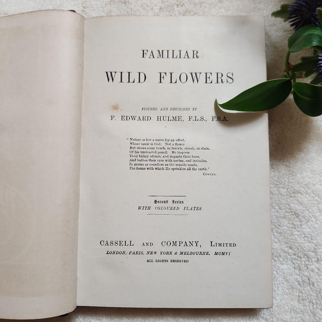 植物図鑑　洋書　古書　アンティーク　Familar Wild Flowers②