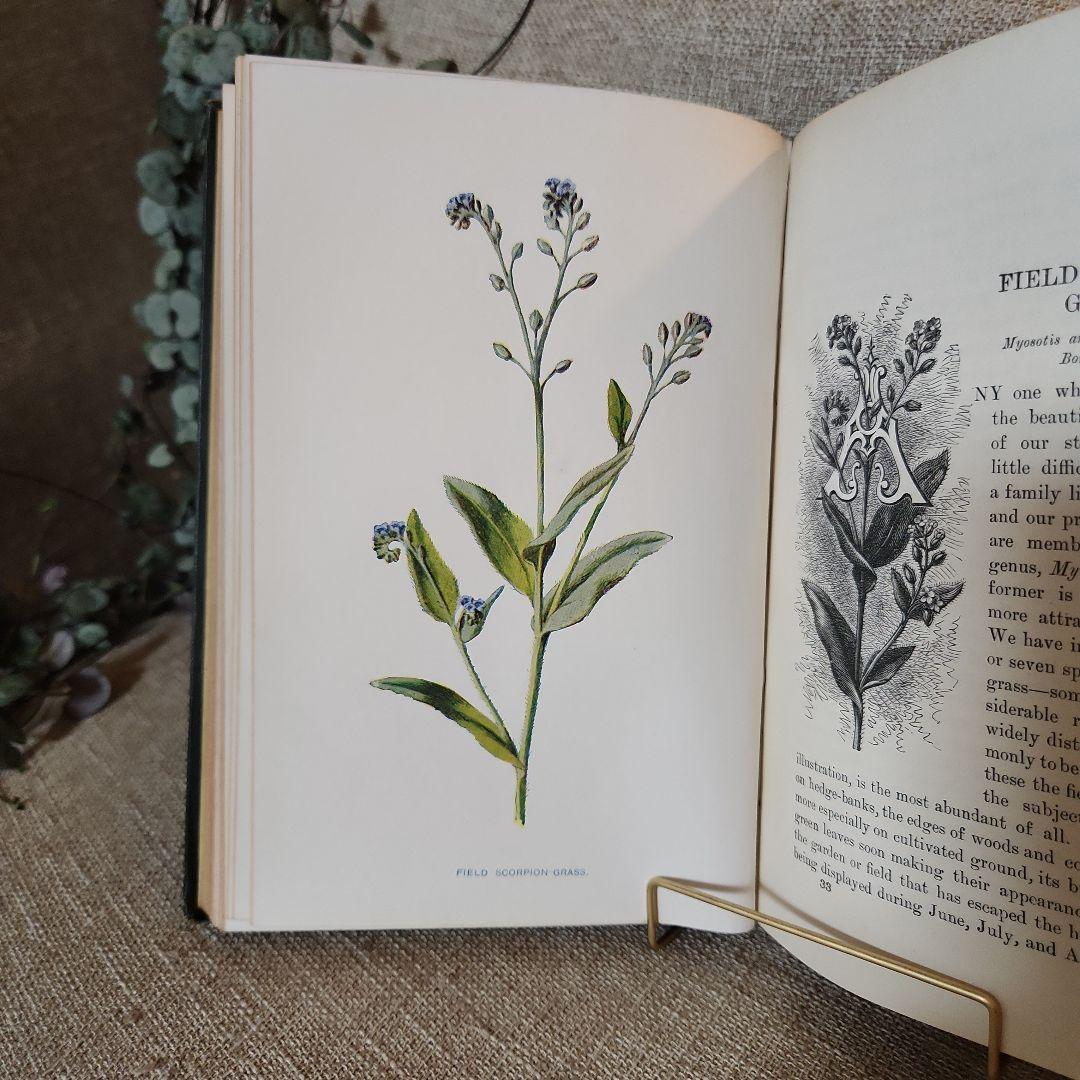 植物図鑑　洋書　古書　アンティーク　Familar Wild Flowers②