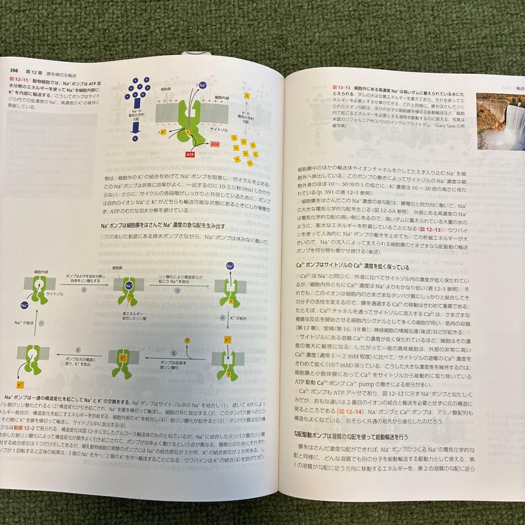 Essential 細胞生物学 原書第５版