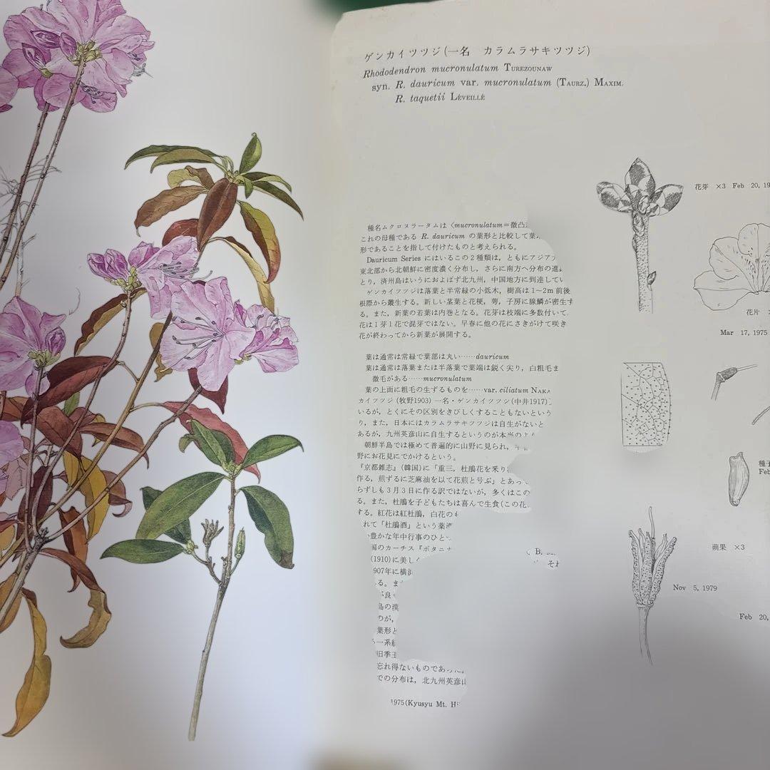 原色日本産ツツジ・シャクナゲ大図譜