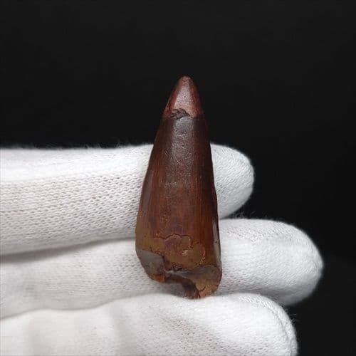 スピノサウルス 本物 モロッコ産 38.89mm sp504