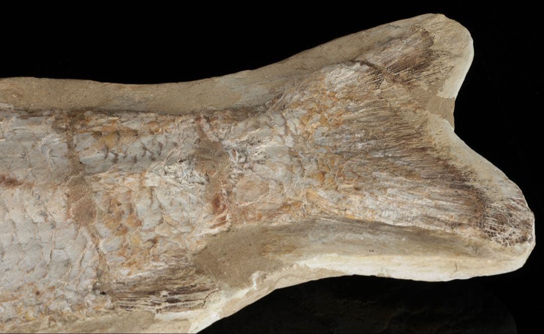 白亜紀前期 サンタナ層産 古代魚化石 クラドキクルス 古生物化石 標本 骨格