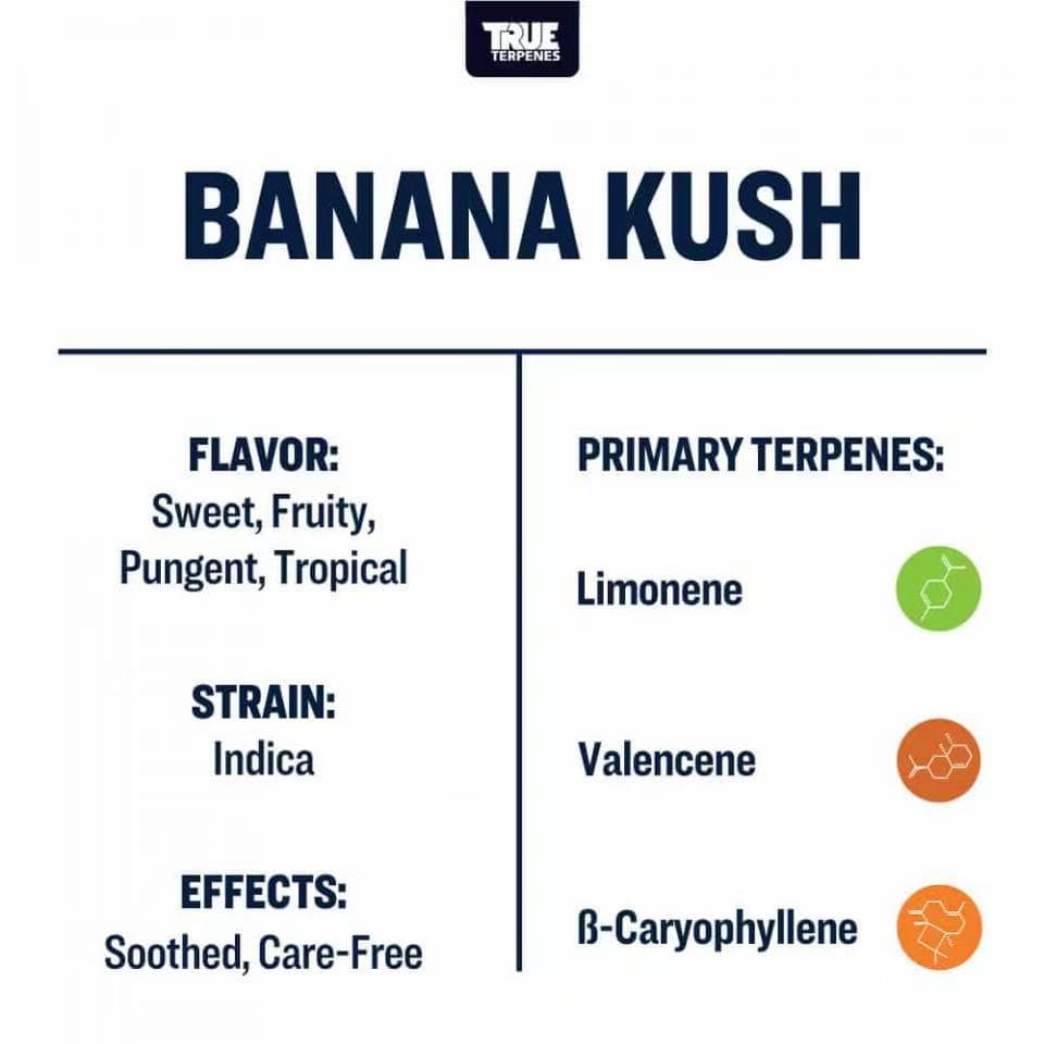 TRUE テルペン 香料 CBD CBN CBG 10ml バナナクッシュ