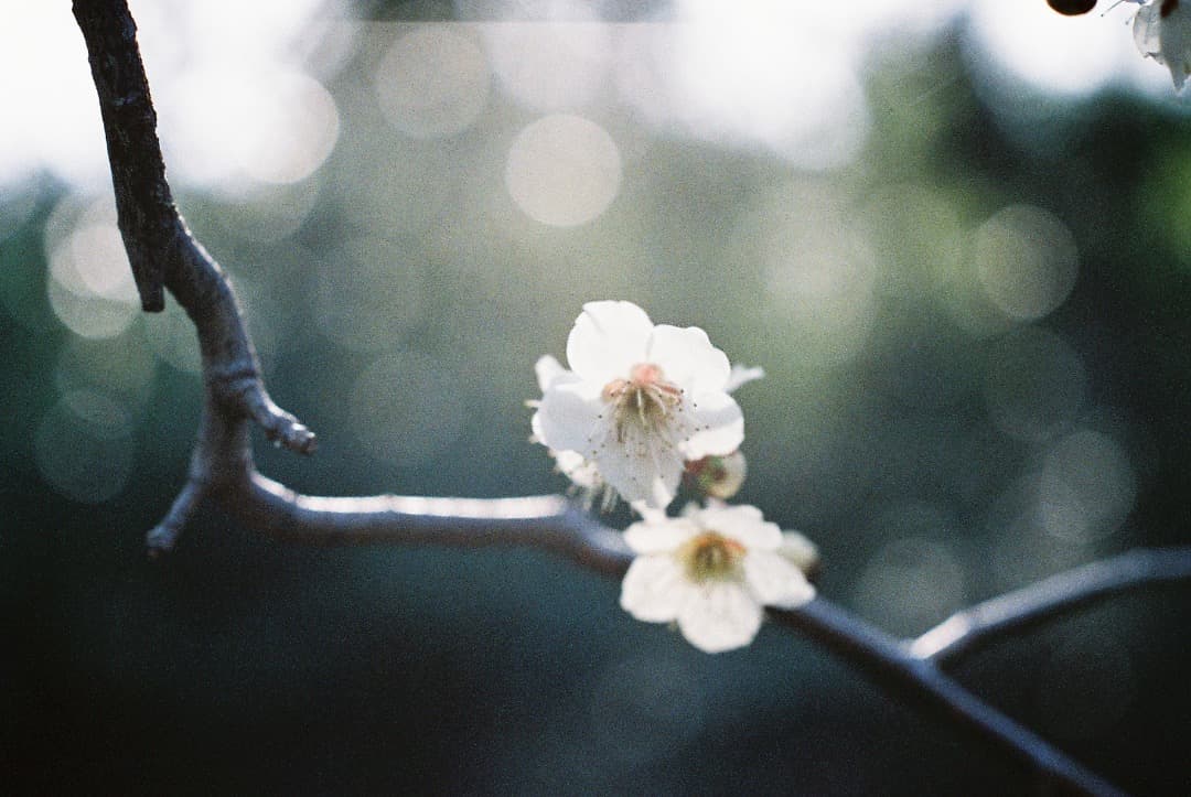 【ジャンク品】Nikon F 一眼レフカメラ 35mmフィルム