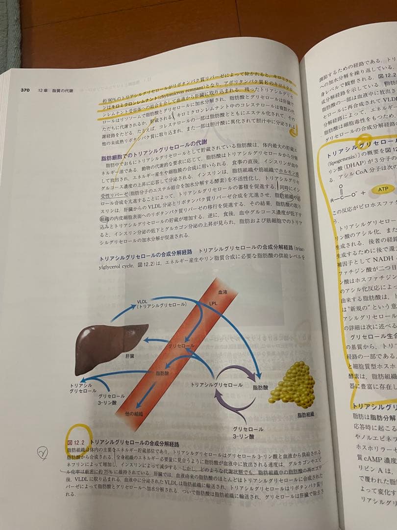 マッキー生化学（第6版）分子から解き明かす生命