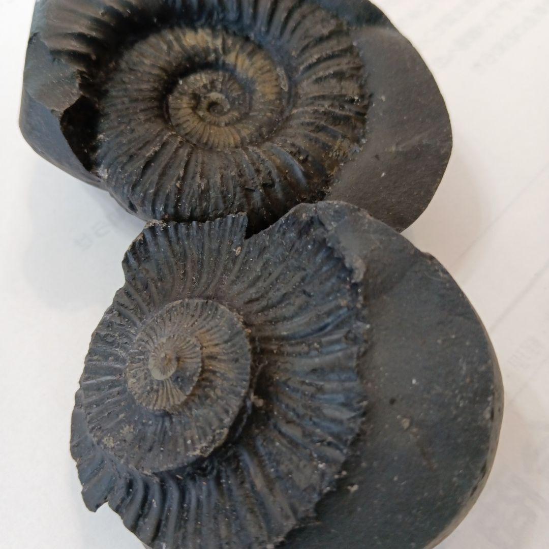 アンモナイト化石 黒色 約8cm