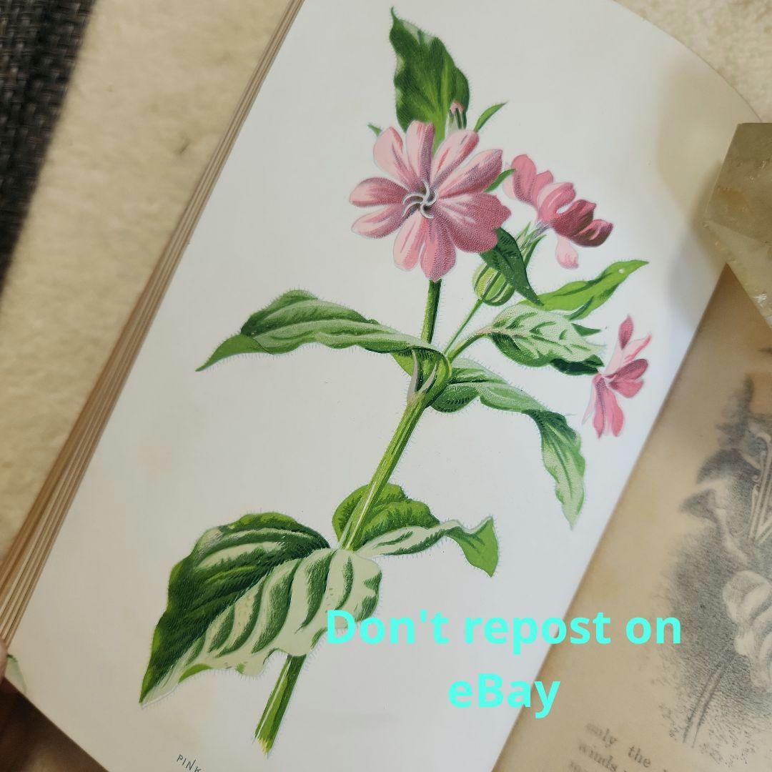 植物図鑑　洋書　古書　ボタニカルアート　アンティーク　リトグラフ　23