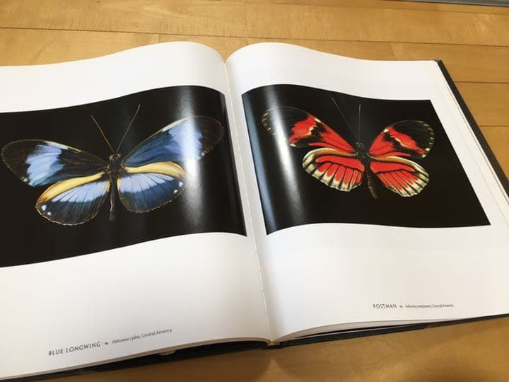 one hundred butterflies  写真集　100の蝶