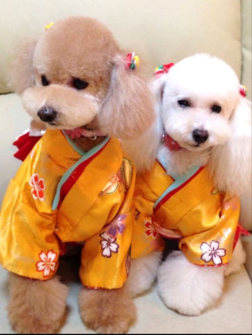.‎˖٭*花柄水色犬用着物.‎˖٭*