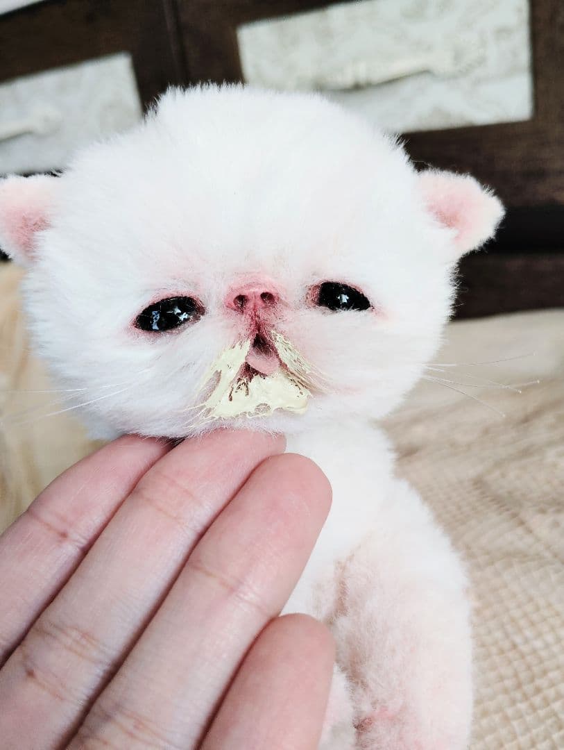 生後10日♡エキゾ子猫ちゃん♡ママ〜ミルクちょうだい♡アートドール♡ぬいぐるみ♡