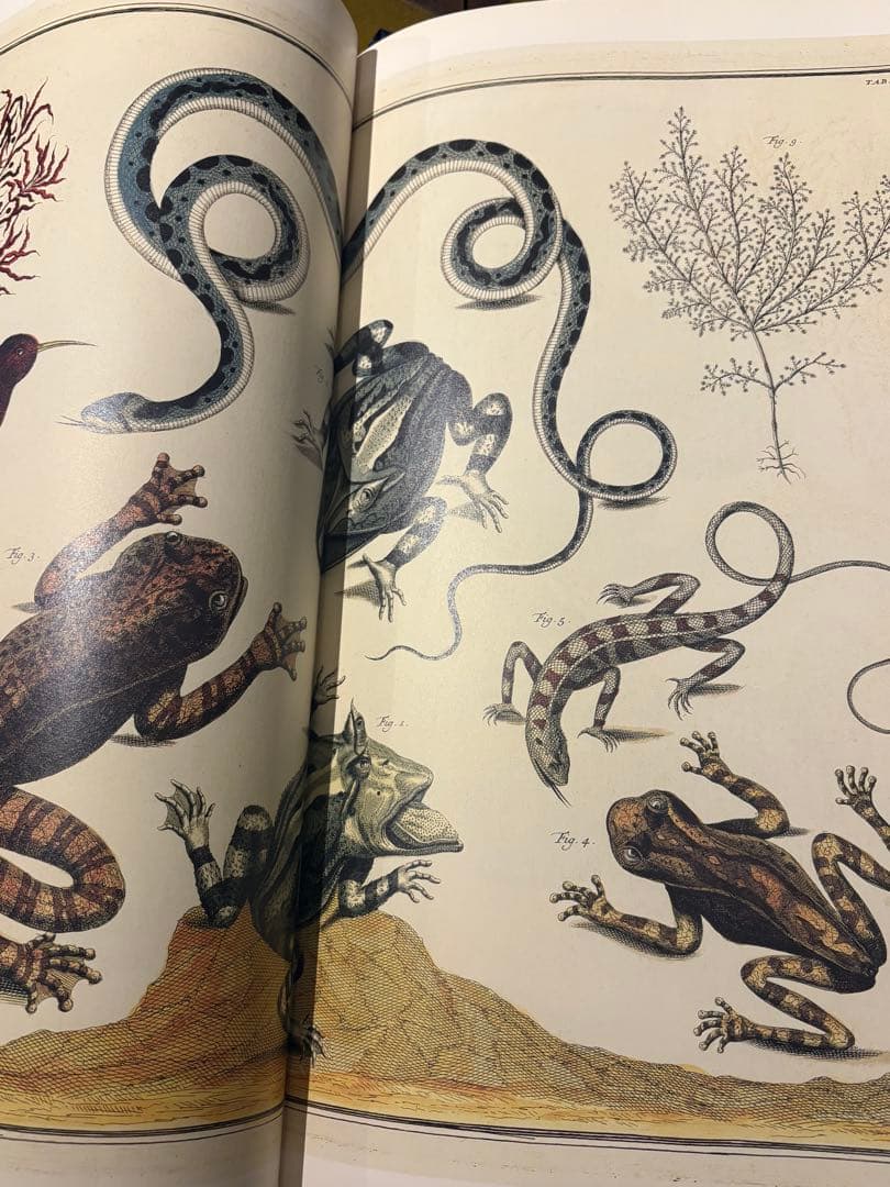 ago ⭐︎TASCHEN Cabinet of Natural Curio