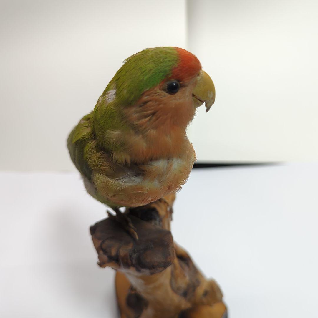 コザクラインコ　剥製