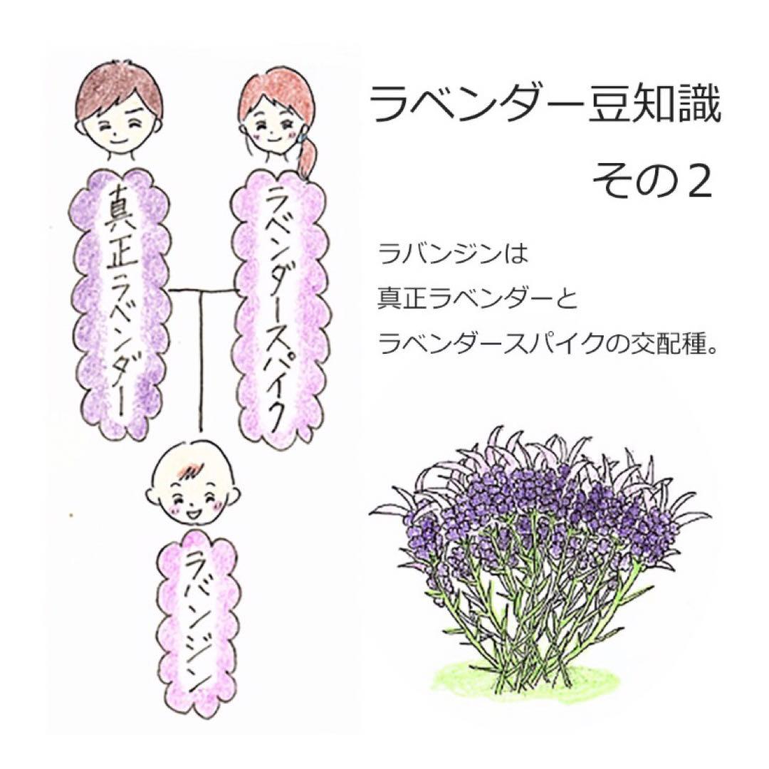 真正ラベンダーブルガリアン　エッセンシャルオイル　安眠　リラックス