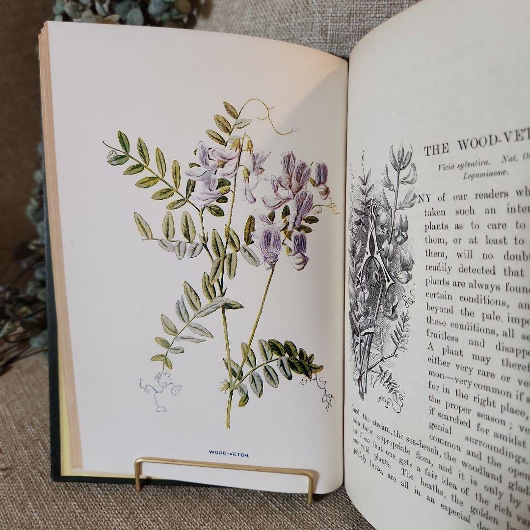 植物図鑑　洋書　古書　アンティーク　Familar Wild Flowers⑤