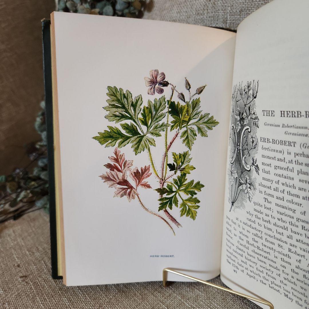植物図鑑　洋書　古書　アンティーク　Familar Wild Flowers⑤