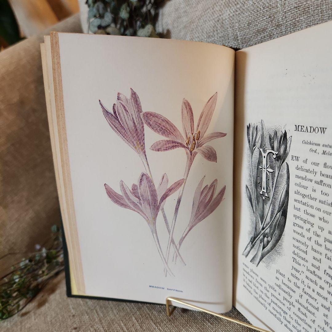 植物図鑑　洋書　古書　アンティーク　Familar Wild Flowers⑤