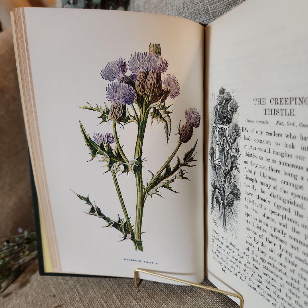 植物図鑑　洋書　古書　アンティーク　Familar Wild Flowers⑤