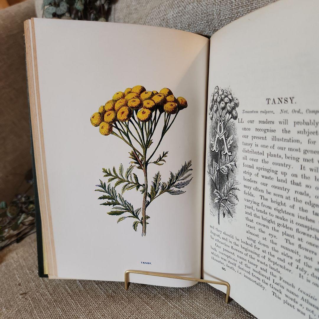 植物図鑑　洋書　古書　アンティーク　Familar Wild Flowers⑤