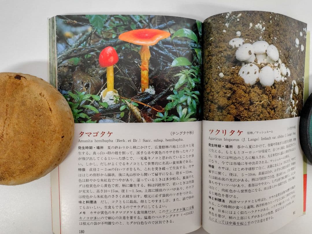 『とやまの山菜・きのこ』 見分け方・採取時期・味と料理・薬効などを解説 稀覯本