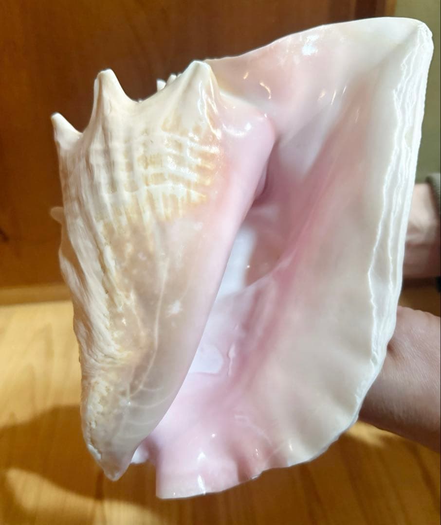 古代桃色法螺貝（ピンク貝）法螺貝　ほら貝　 ホラガイ❣️コンク貝笛