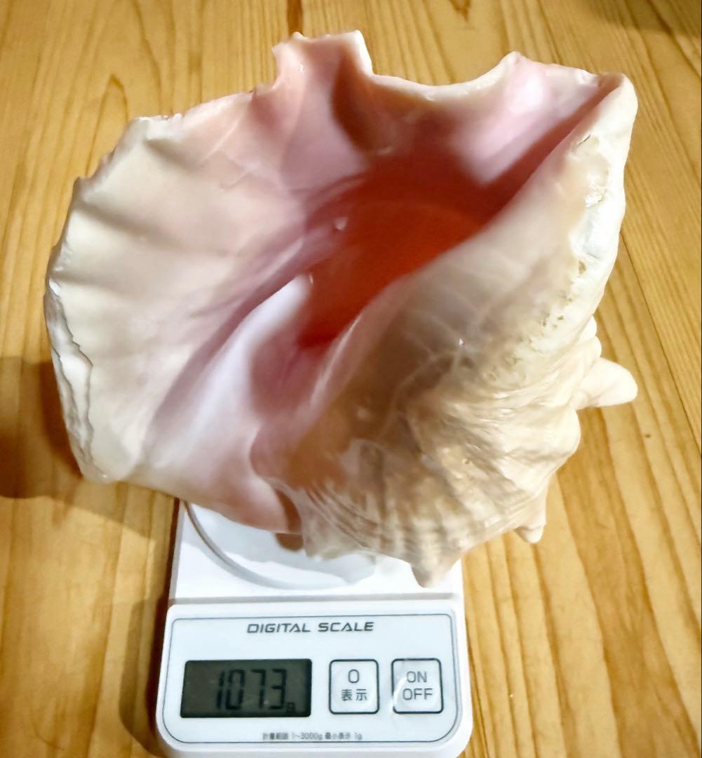古代桃色法螺貝（ピンク貝）法螺貝　ほら貝　 ホラガイ❣️コンク貝笛