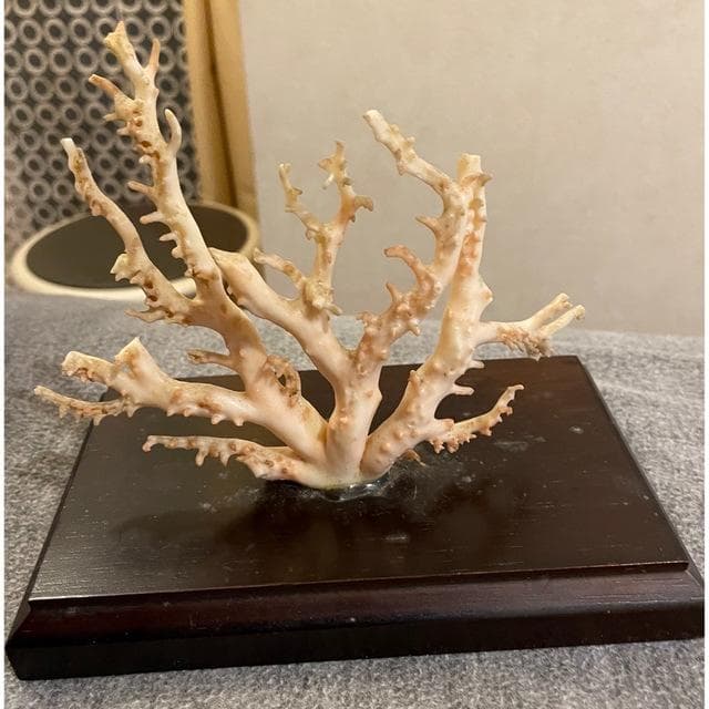 サンゴ置物　珊瑚原木　ピンク珊瑚　コーラル　オブジェ　インテリア