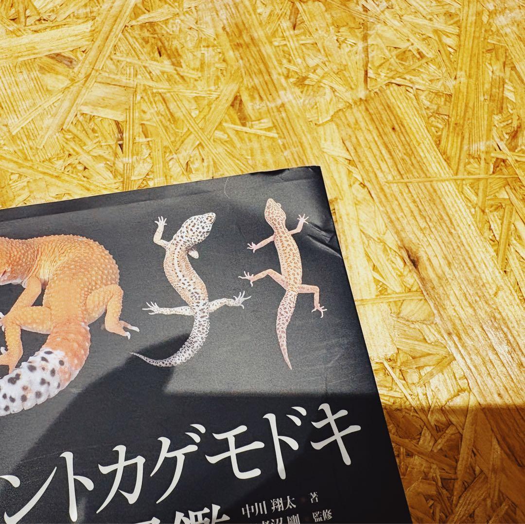 ヒョウモントカゲモドキ品種図鑑 LEOPARD GECKO 海老沼剛 美品