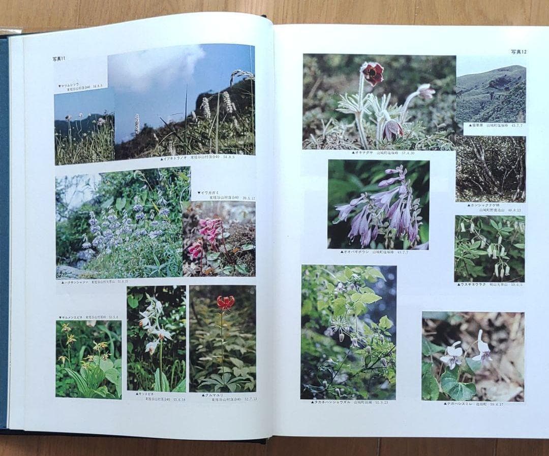 『徳島県植物誌』 阿部近一　～「牧野富太郎博士 剣山で行方不明に」の顛末も