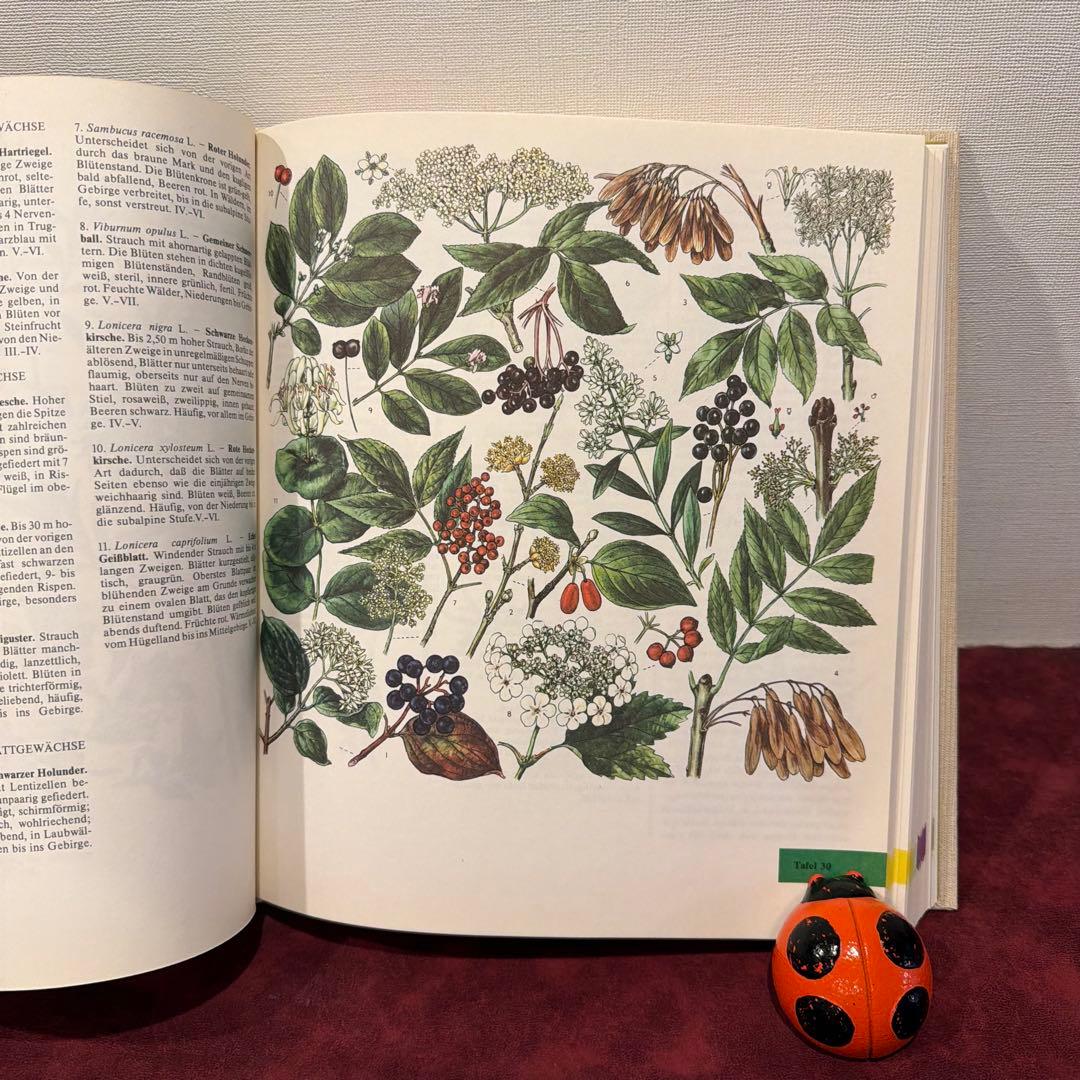 329⑩1981年ドイツ語版植物画　植物図鑑　ジャンクジャーナル　ボタンニカル