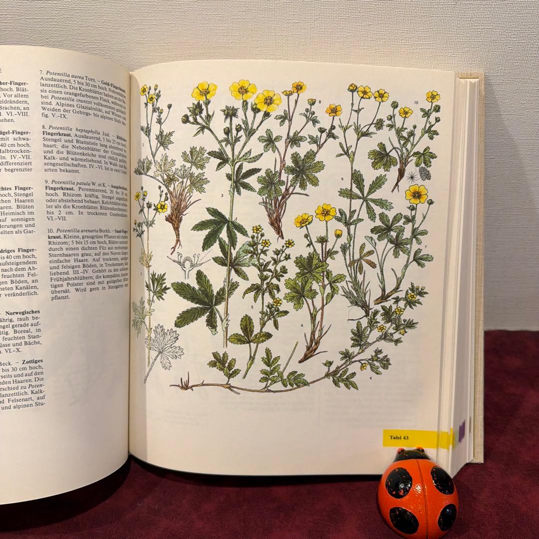 329⑩1981年ドイツ語版植物画　植物図鑑　ジャンクジャーナル　ボタンニカル