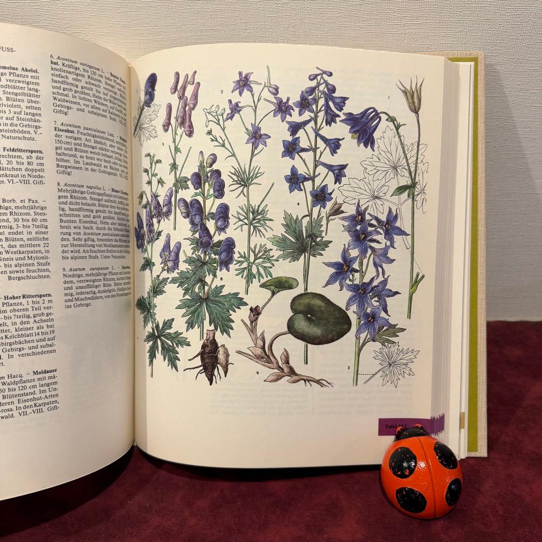 329⑩1981年ドイツ語版植物画　植物図鑑　ジャンクジャーナル　ボタンニカル